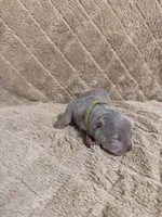 Green male, a male American Bully for sale in Ocala, FL – 2 of 10