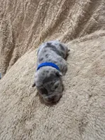 Blue male, a female American Bully for sale in Ocala, FL – 4 of 10