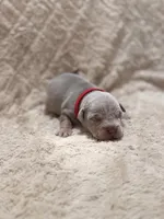 Red female, a female American Bully for sale in Ocala, FL – 3 of 9