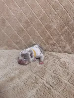 Yellow female, a female American Bully for sale in Ocala, FL – 1 of 6