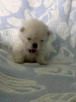 Grey collar male, a male Pomeranian for sale in Ocala, FL – 5 of 6