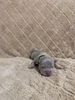 Green male, a male American Bully for sale in Ocala, FL – 8 of 10
