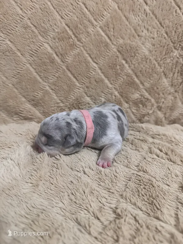 Pink female – American Bully puppy for sale in Ocala, FL