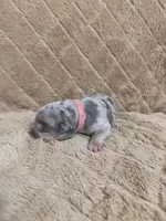 Pink female, a female American Bully for sale in Ocala, FL – 1 of 10