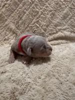 Red female, a female American Bully for sale in Ocala, FL – 6 of 9