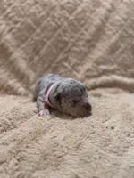 Pink female, a female American Bully for sale in Ocala, FL – 3 of 9