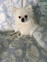 Brown collar female, a female Pomeranian for sale in Ocala, FL – 6 of 6