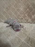 Red female, a female American Bully for sale in Ocala, FL – 4 of 10