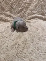 Green male, a male American Bully for sale in Ocala, FL – 4 of 9