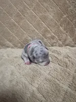 Pink female, a female American Bully for sale in Ocala, FL – 4 of 10
