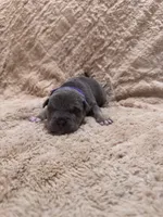 Purple female, a female American Bully for sale in Ocala, FL – 5 of 8