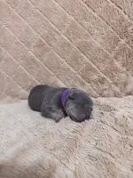 Purple female, a female American Bully for sale in Ocala, FL – 6 of 7