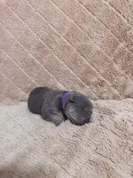 Purple female, a female American Bully for sale in Ocala, FL – 5 of 7