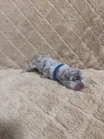 Blue male, a female American Bully for sale in Ocala, FL – 8 of 9