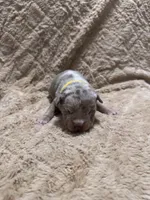 Yellow female, a female American Bully for sale in Ocala, FL – 4 of 10