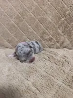 Pink female, a female American Bully for sale in Ocala, FL – 3 of 10