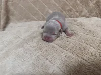 Red female, a female American Bully for sale in Ocala, FL – 10 of 10