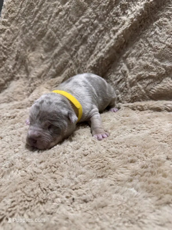 Yellow female – American Bully puppy for sale in Ocala, FL