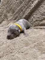 Yellow female, a female American Bully for sale in Ocala, FL – 1 of 10