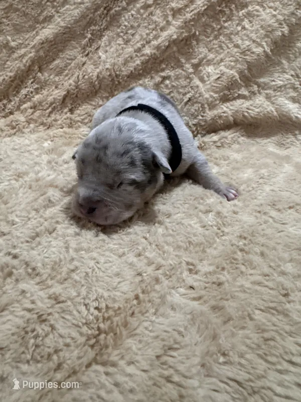 Black male – American Bully puppy for sale in Ocala, FL