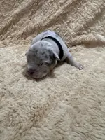 Black male, a male American Bully for sale in Ocala, FL – 1 of 9