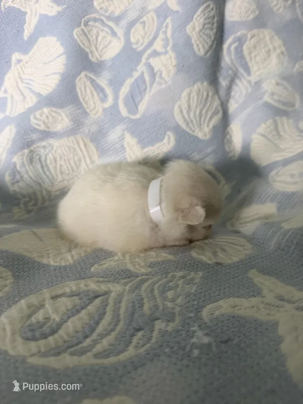 White collar female  – Pomeranian puppy for sale in Ocala, FL
