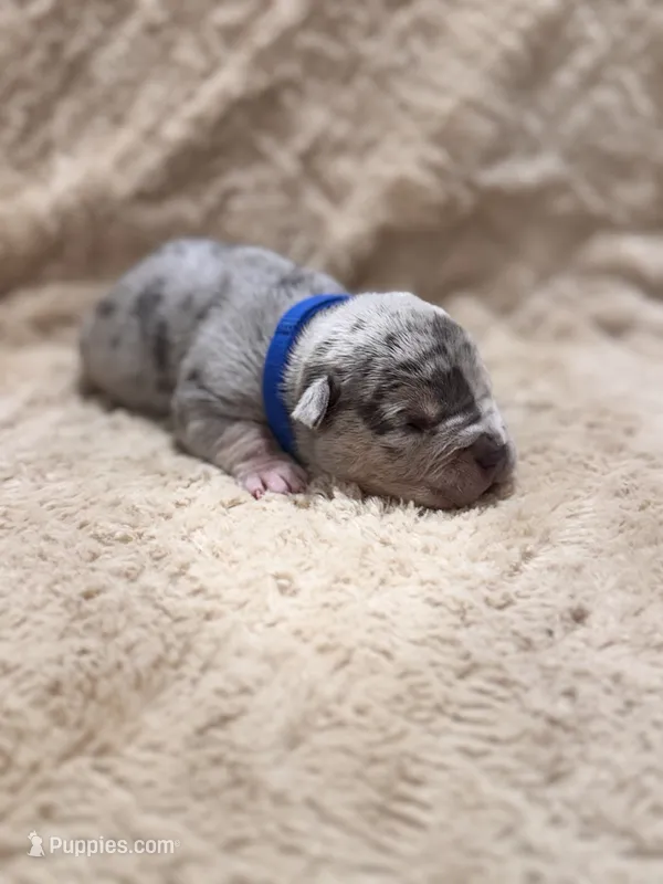 Blue male – American Bully puppy for sale in Ocala, FL