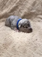 Blue male, a female American Bully for sale in Ocala, FL – 1 of 10