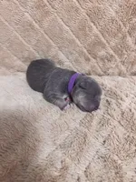 Purple female, a female American Bully for sale in Ocala, FL – 2 of 7