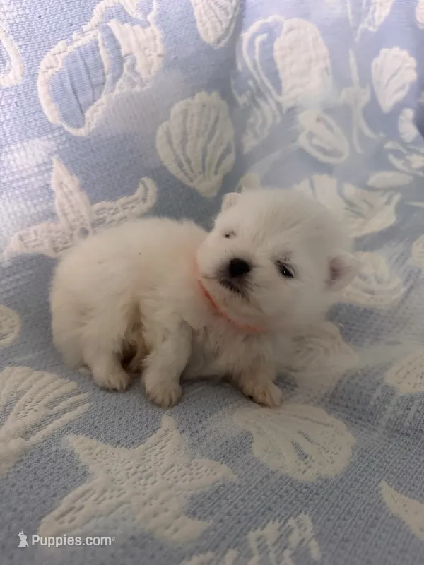 Orange collar male – Pomeranian puppy for sale in Ocala, FL