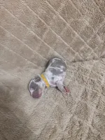 Yellow female, a female American Bully for sale in Ocala, FL – 4 of 6