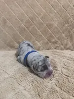 Blue male, a female American Bully for sale in Ocala, FL – 5 of 9