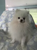 Grey collar male, a male Pomeranian for sale in Ocala, FL – 3 of 6