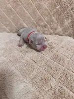 Red female, a female American Bully for sale in Ocala, FL – 5 of 10