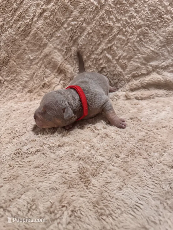 Red female – American Bully puppy for sale in Ocala, FL