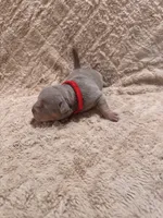 Red female, a female American Bully for sale in Ocala, FL – 1 of 9