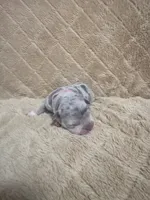 Pink female, a female American Bully for sale in Ocala, FL – 5 of 10