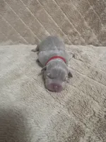 Red female, a female American Bully for sale in Ocala, FL – 3 of 10