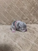Pink female, a female American Bully for sale in Ocala, FL – 9 of 10