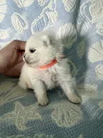 Orange collar male, a male Pomeranian for sale in Ocala, FL – 6 of 6
