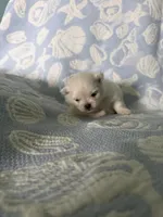 White collar female , a female Pomeranian for sale in Ocala, FL – 6 of 6