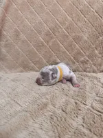 Yellow female, a female American Bully for sale in Ocala, FL – 6 of 6