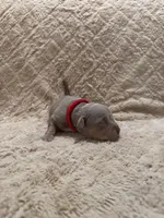 Red female, a female American Bully for sale in Ocala, FL – 4 of 9