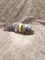Yellow female, a female American Bully for sale in Ocala, FL – 5 of 10
