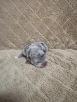 Pink female, a female American Bully for sale in Ocala, FL – 10 of 10