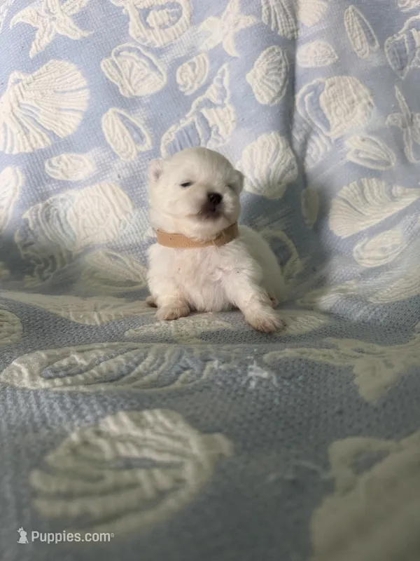Tan collar male – Pomeranian puppy for sale in Ocala, FL