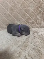 Purple female, a female American Bully for sale in Ocala, FL – 3 of 7