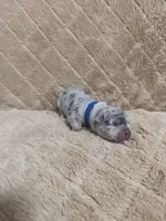 Blue male, a female American Bully for sale in Ocala, FL – 2 of 9