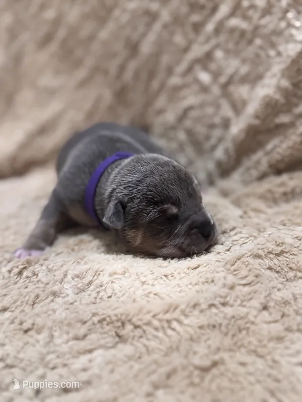 Purple female – American Bully puppy for sale in Ocala, FL