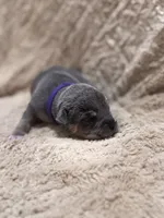 Purple female, a female American Bully for sale in Ocala, FL – 1 of 8